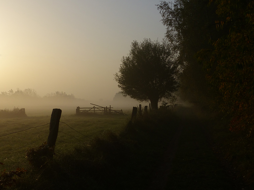 Morgennebel