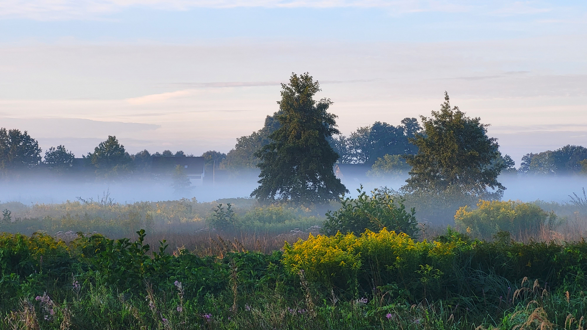 Morgennebel