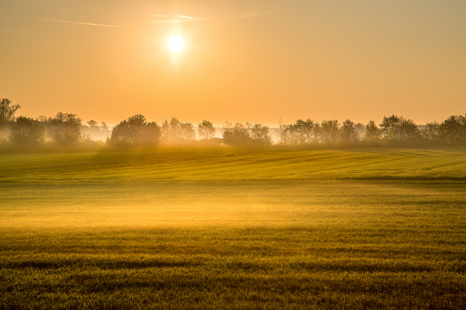 Morgen:Nebel