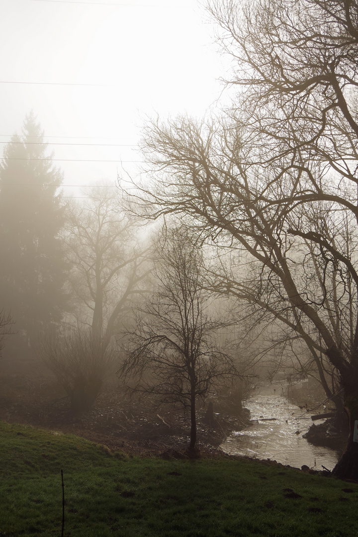 Morgennebel