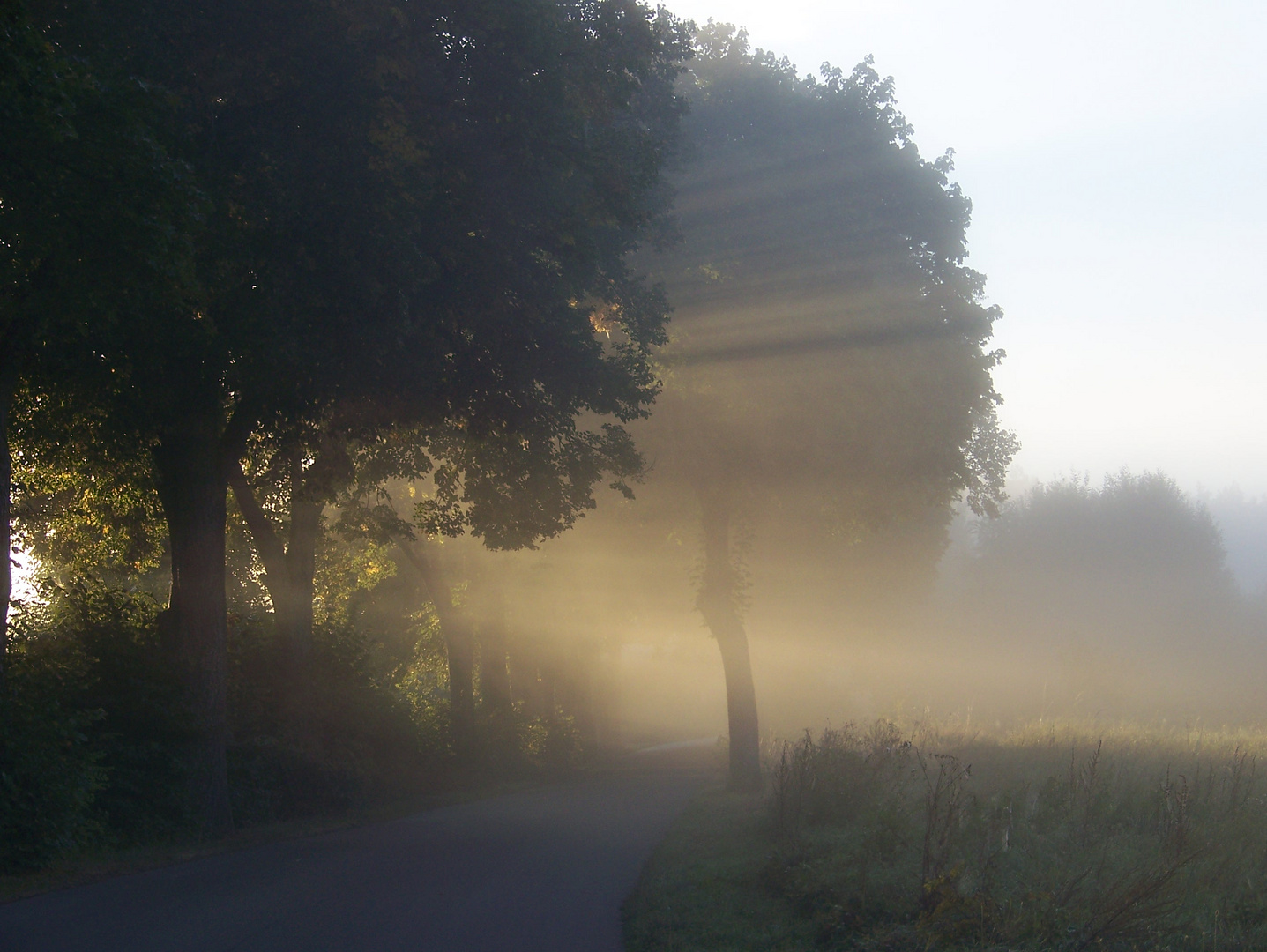 Morgennebel