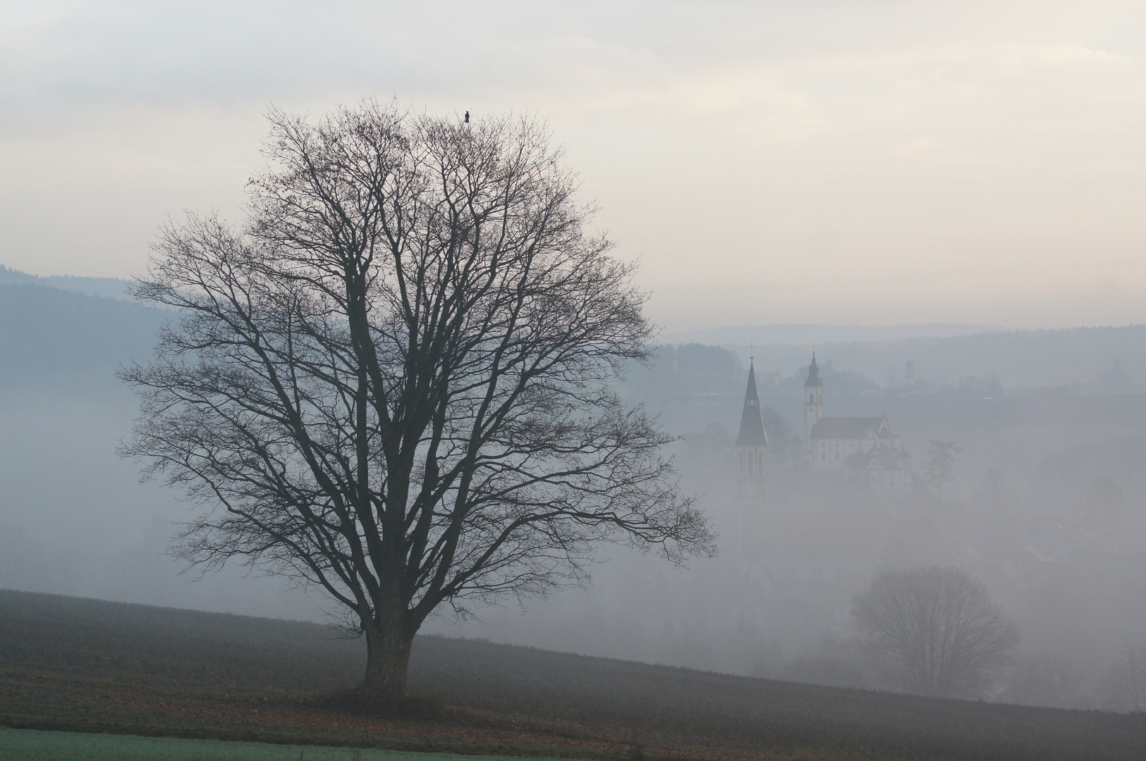 Morgennebel