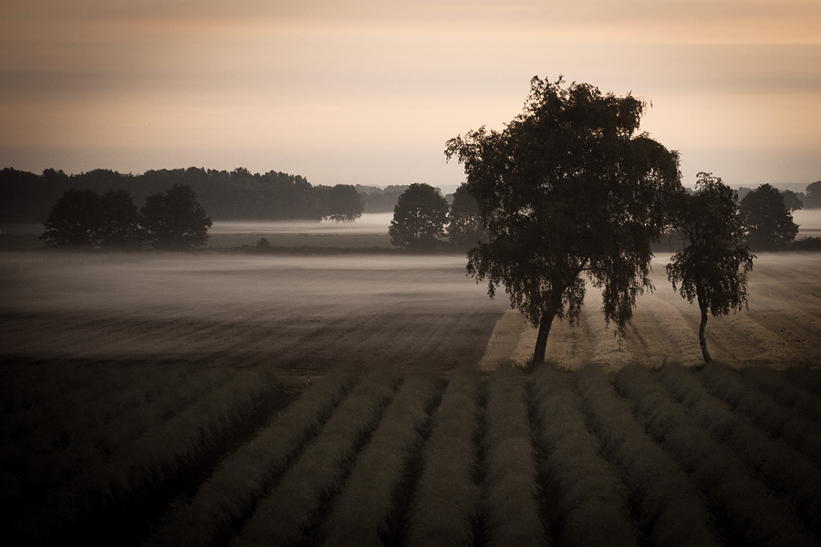 Morgennebel I