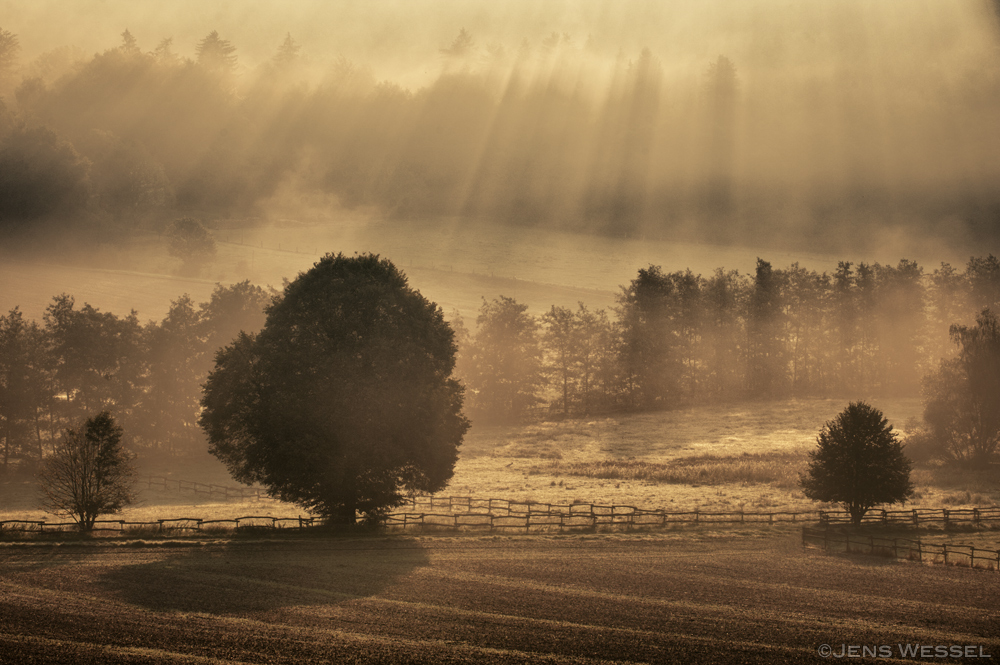 Morgennebel II