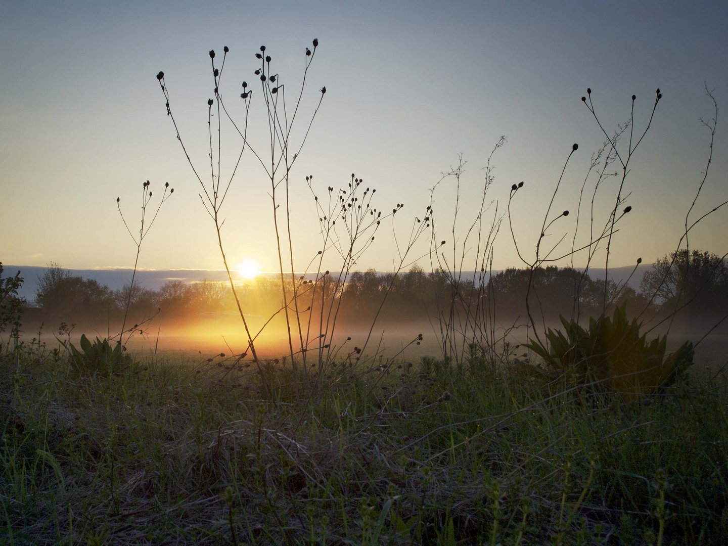 Morgennebel III