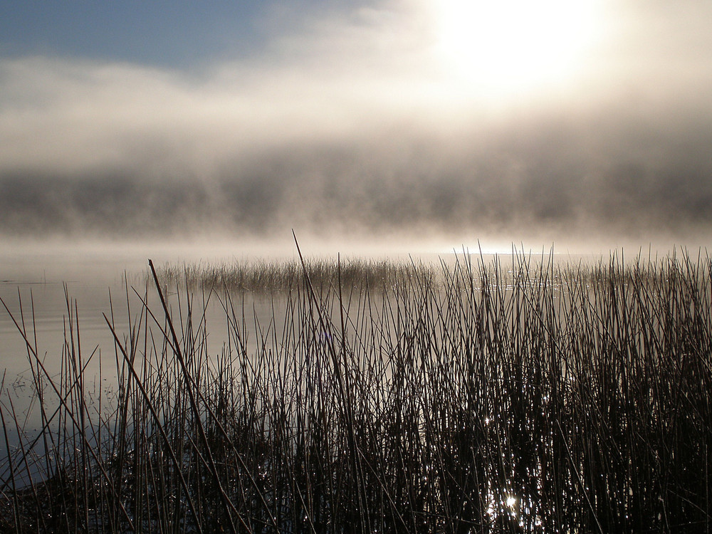 Morgennebel. Im Algonquin-Nationalpark, Kanada, Bild2