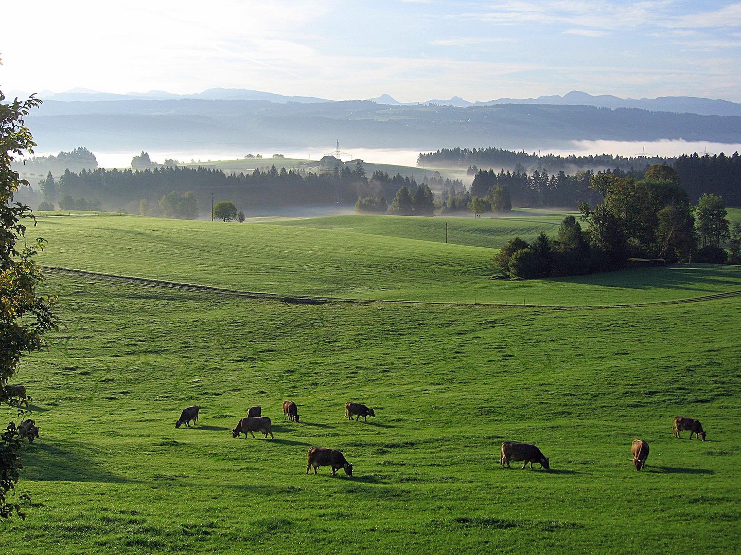 Morgennebel im Allgäu