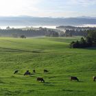 Morgennebel im Allgäu