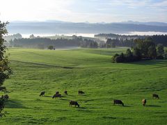 Morgennebel im Allgäu