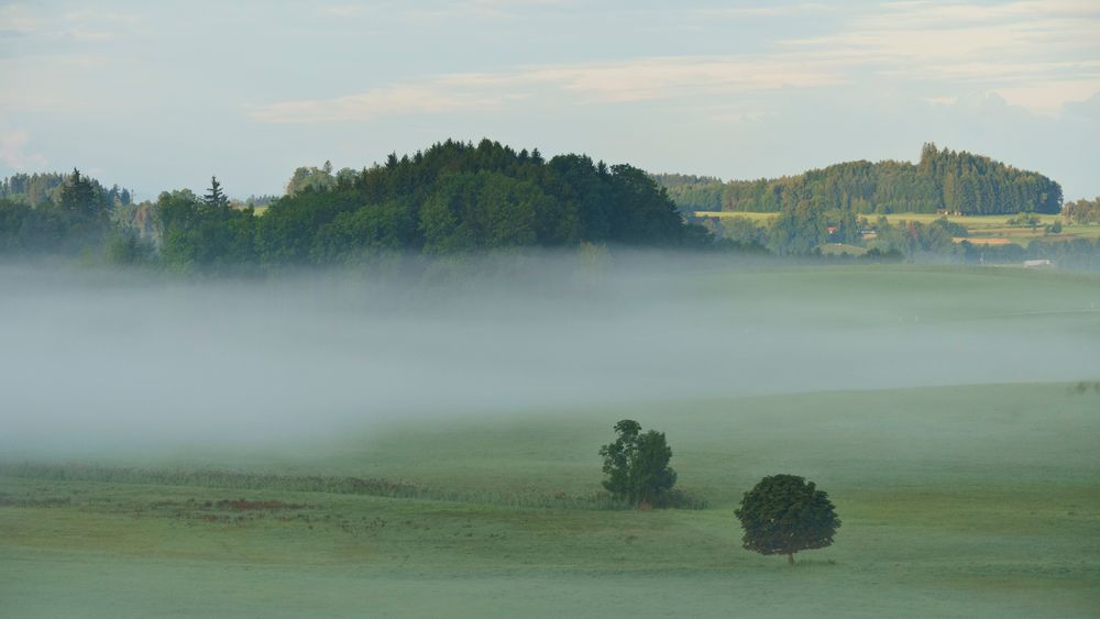 Morgennebel im Allgäu bei Amtzell 01 - 13.08.2019