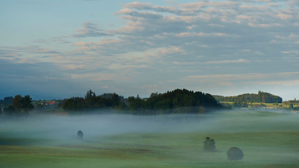 Morgennebel im Allgäu bei Amtzell 02 - 13.08.2019