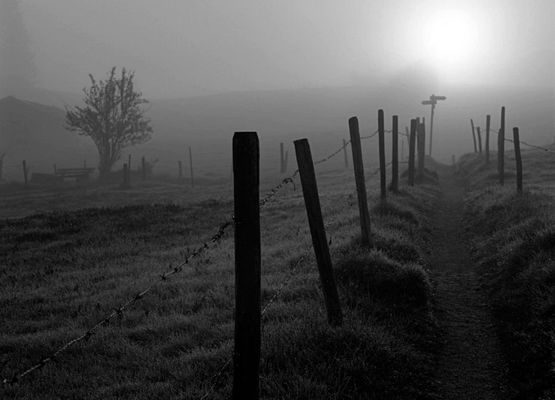 Morgennebel im Allgäu