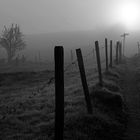 Morgennebel im Allgäu