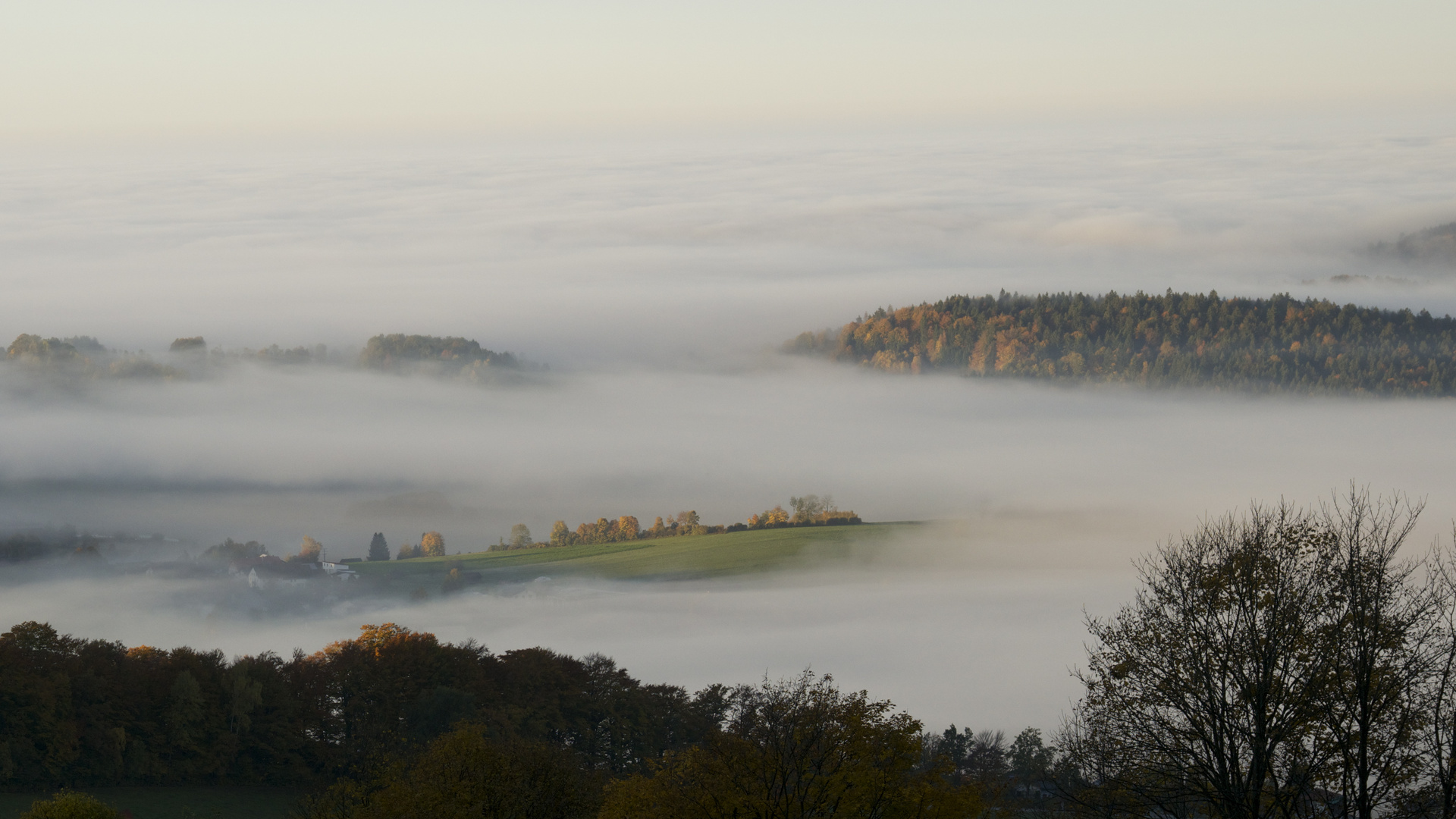 Morgennebel im bayerischen Wald