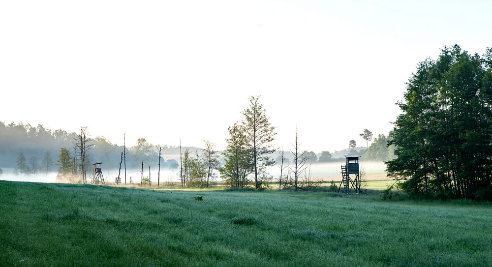 Morgennebel im Biberrevier