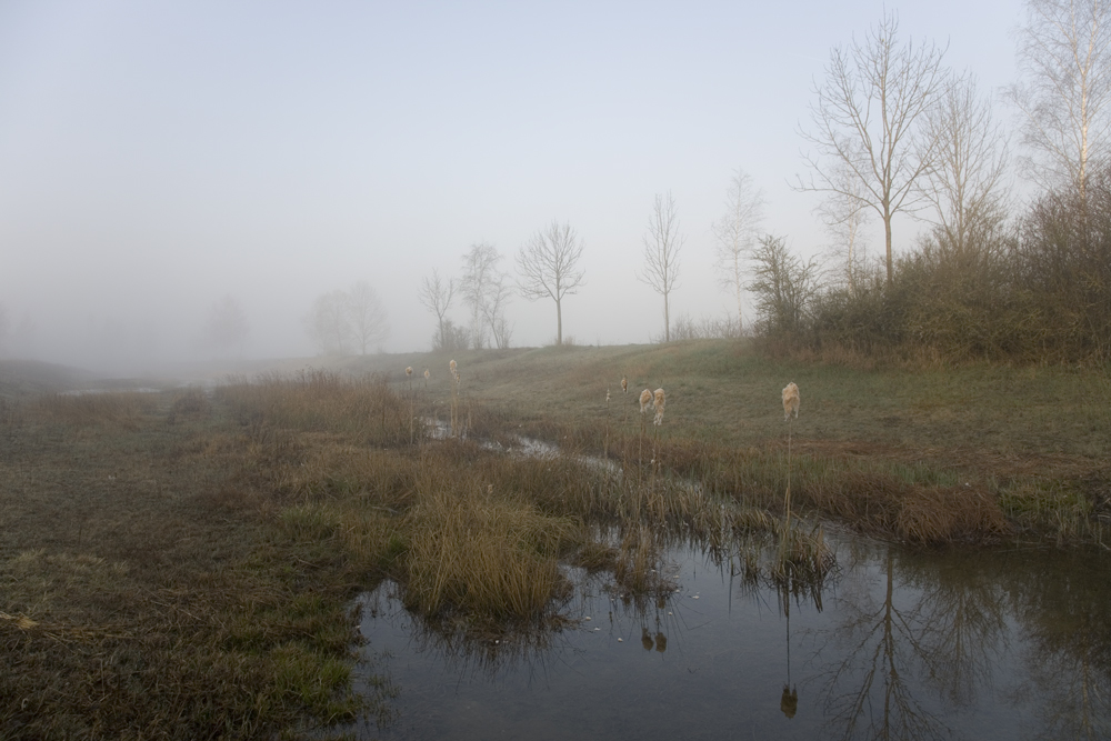 Morgennebel im Erdinger Moos