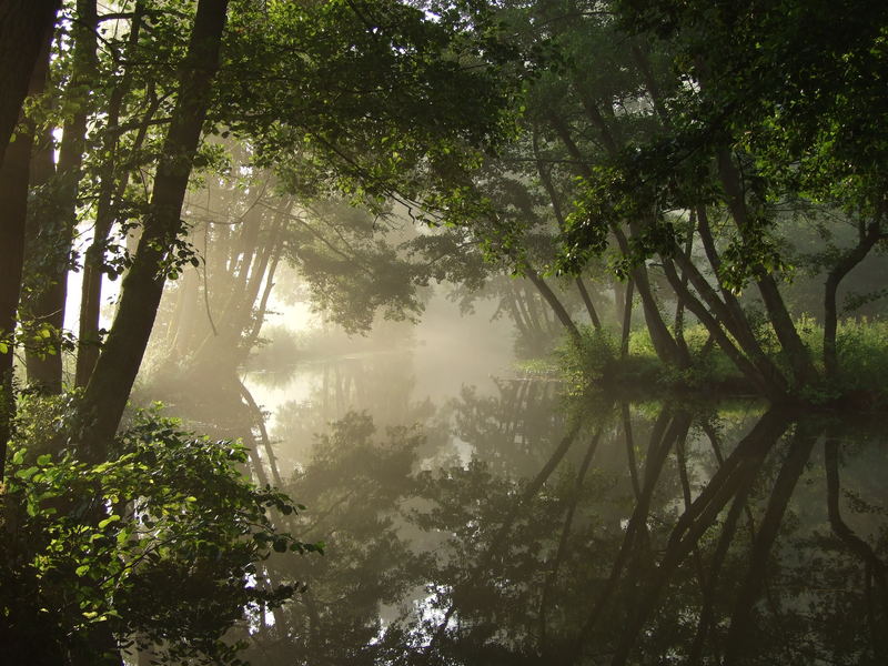 Morgennebel im Feenwald