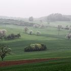 Morgennebel im Frühling