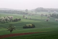 Morgennebel im Frühling