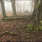 Morgennebel im Geisterwald