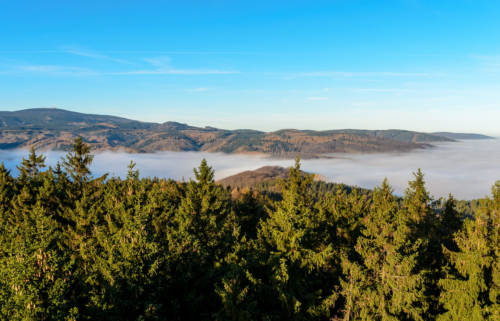 Morgennebel im Harz