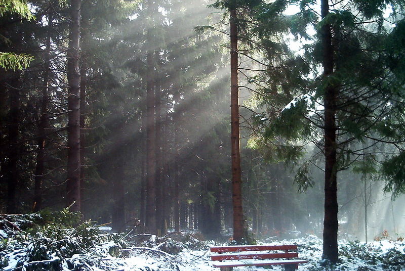 Morgennebel im Harz