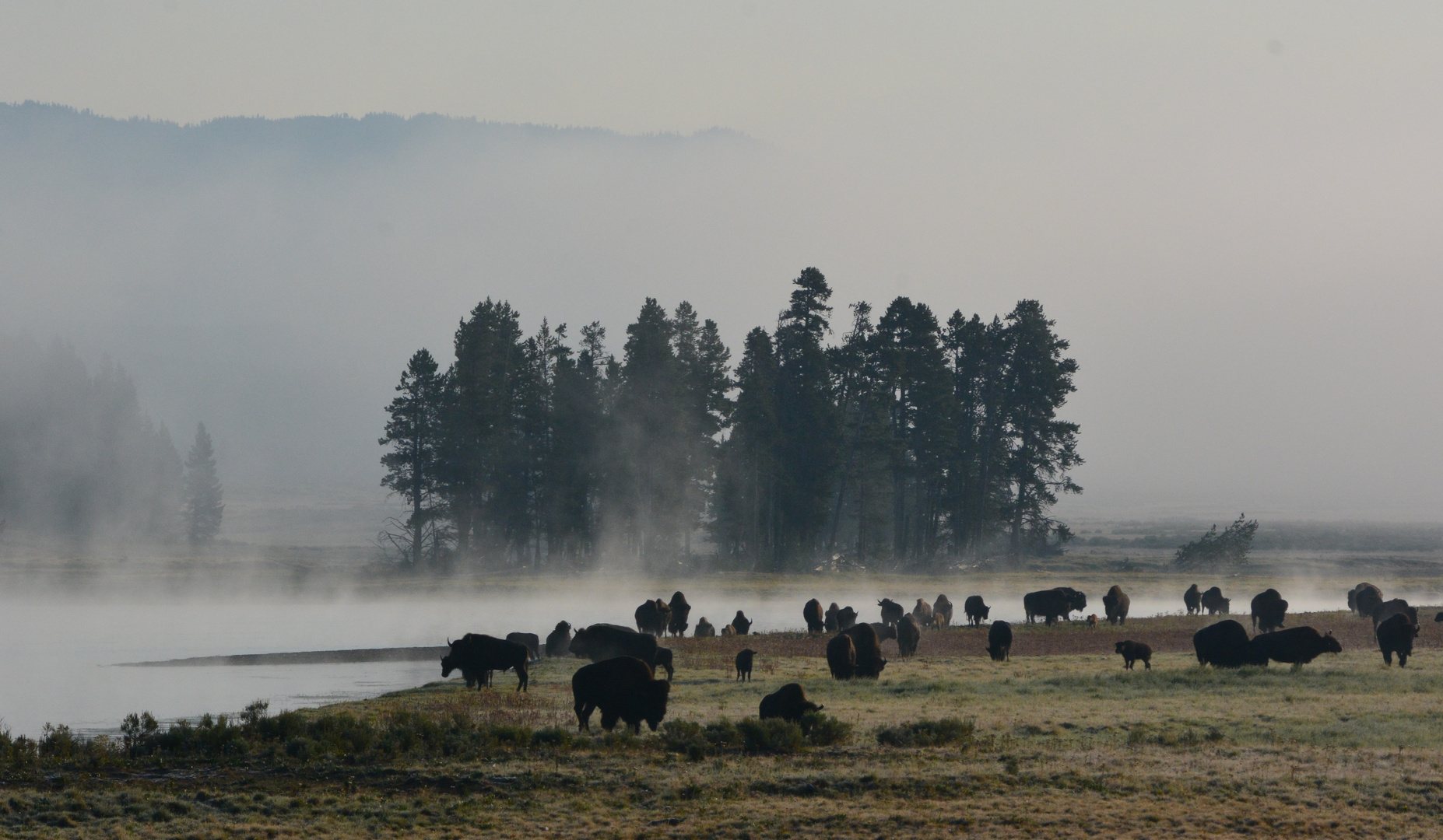 Morgennebel im Hayden Valley - Yellowstone NP .