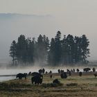 Morgennebel im Hayden Valley - Yellowstone NP .