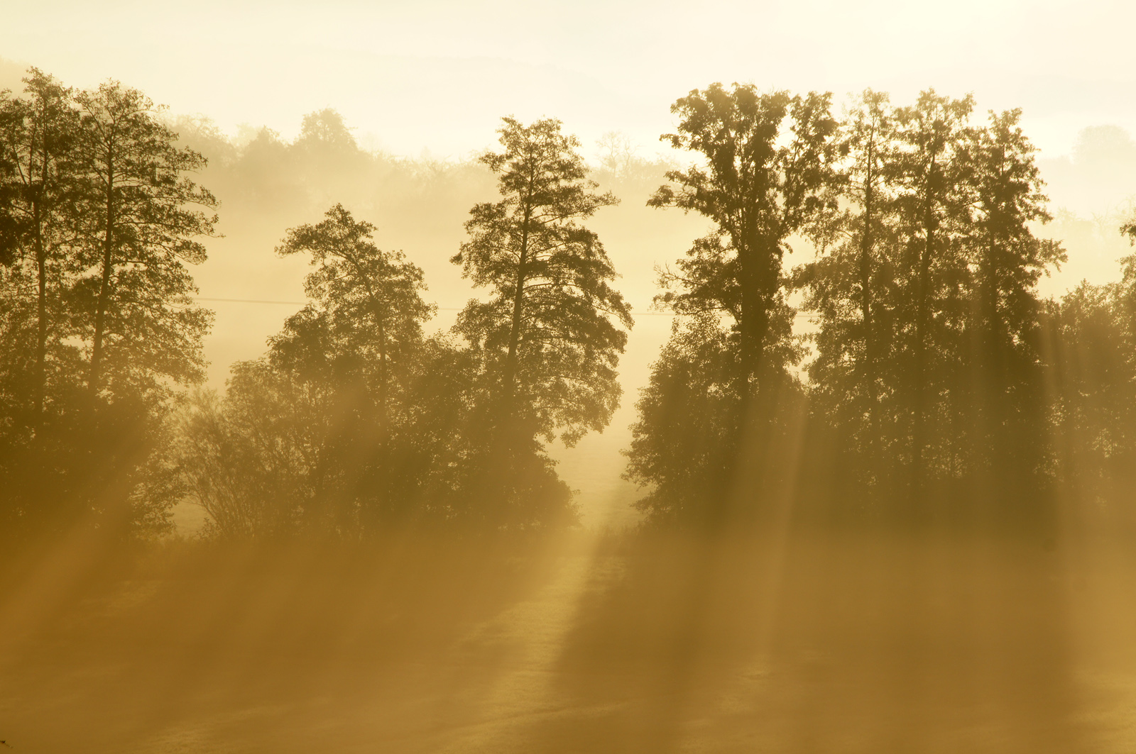 Morgennebel im Herbst