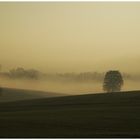 Morgennebel im Herbst