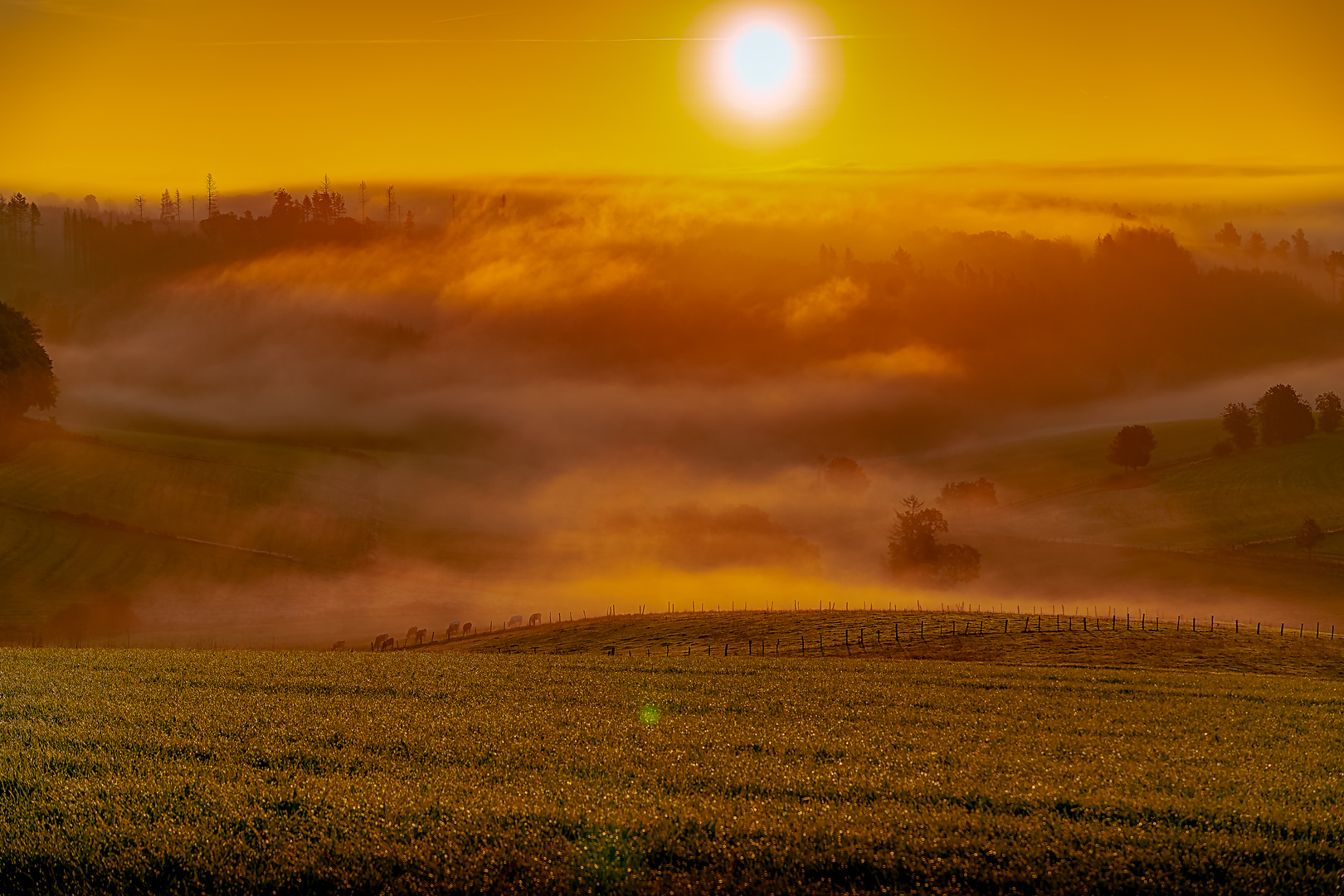 Morgennebel im Herbst in Reichshof