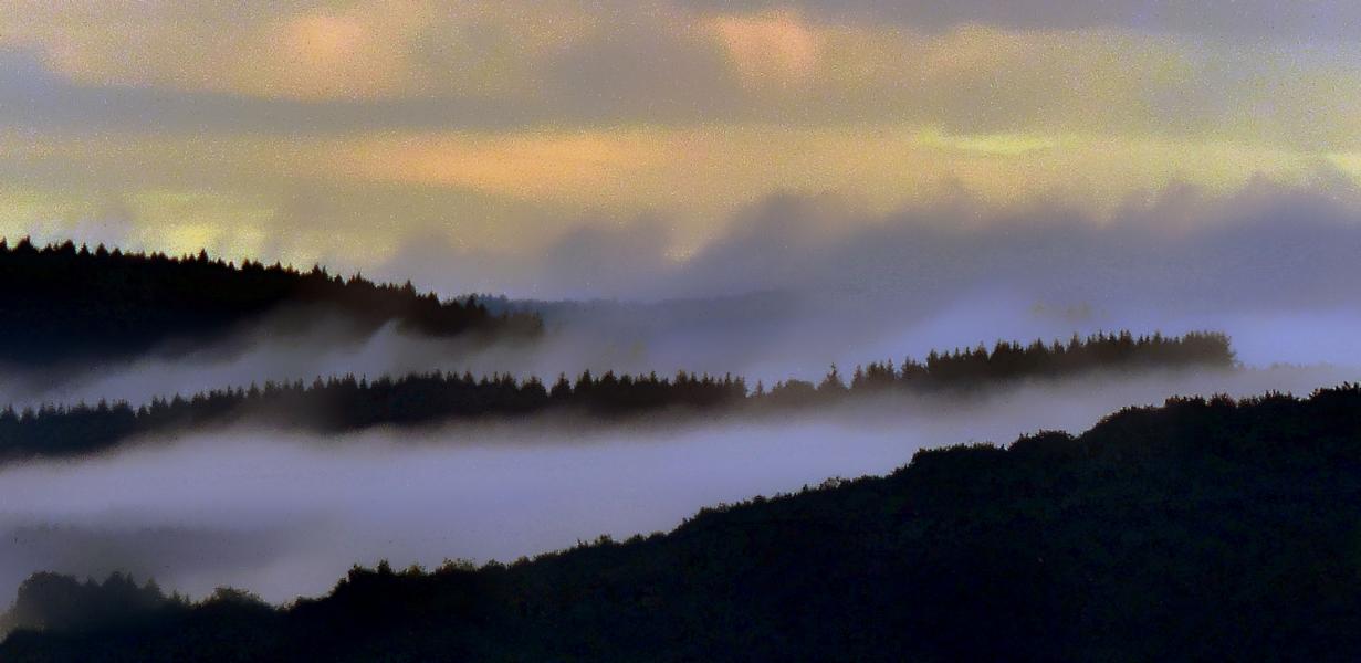 Morgennebel im Hochwald