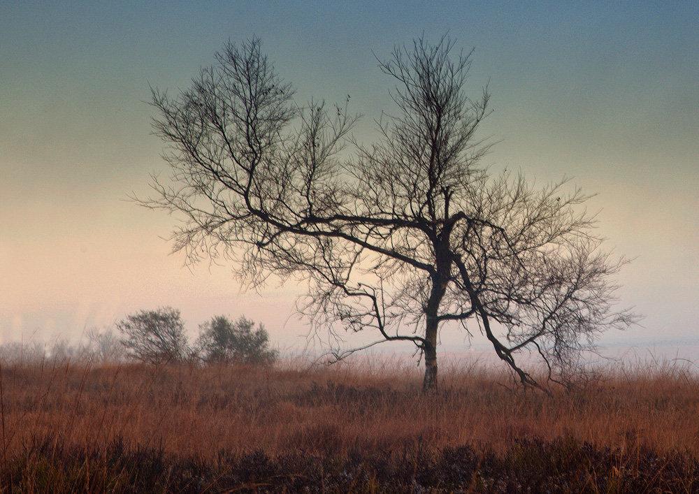 Morgennebel im Hohen Venn