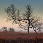 Morgennebel im Hohen Venn