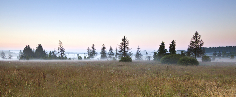 Morgennebel im Hohen Venn