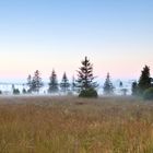 Morgennebel im Hohen Venn