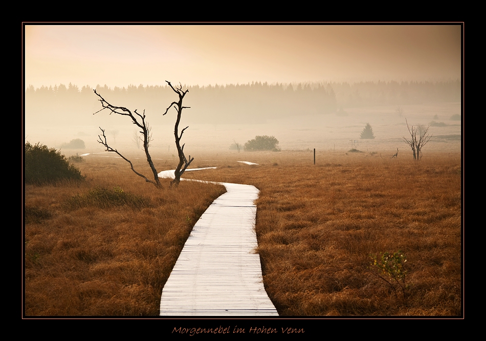 Morgennebel im Hohen Venn