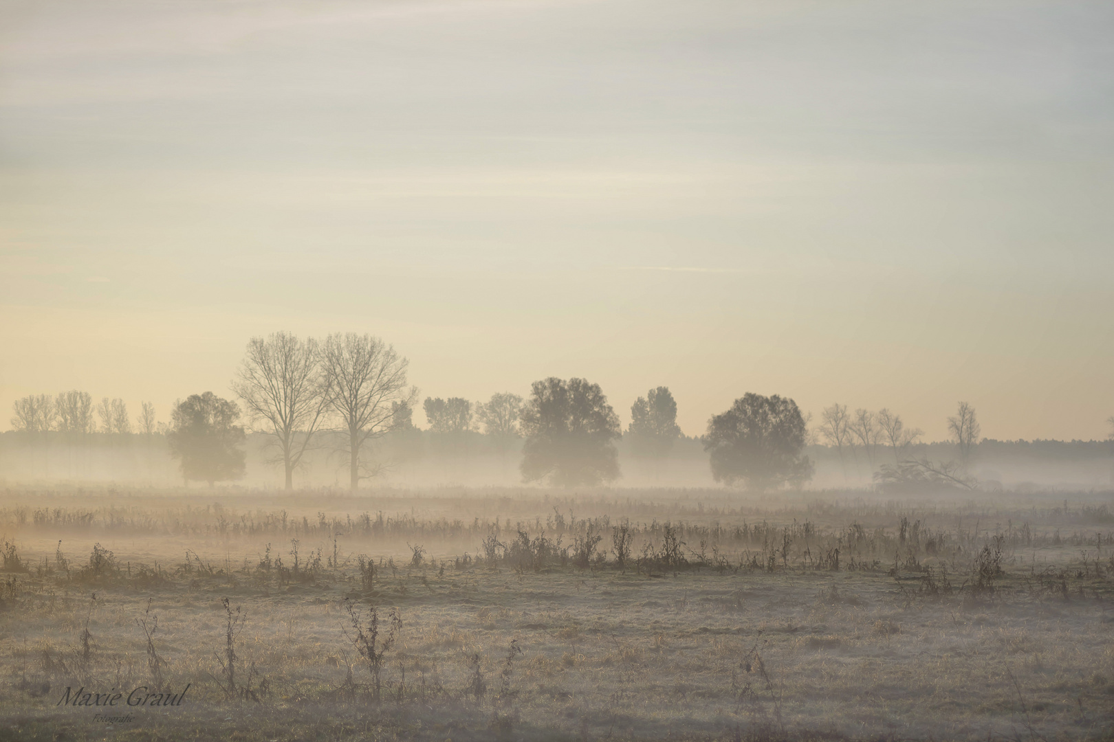 Morgennebel im Luch