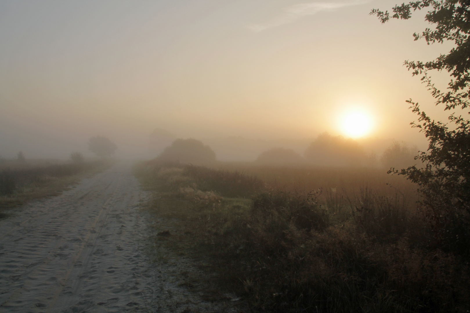 Morgennebel im Moor