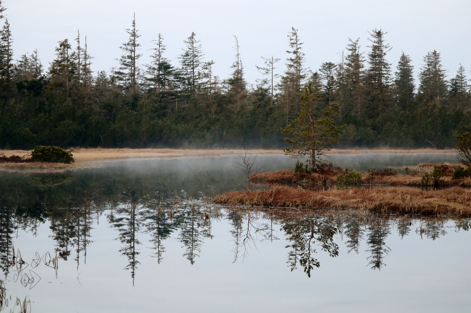 Morgennebel im Moor