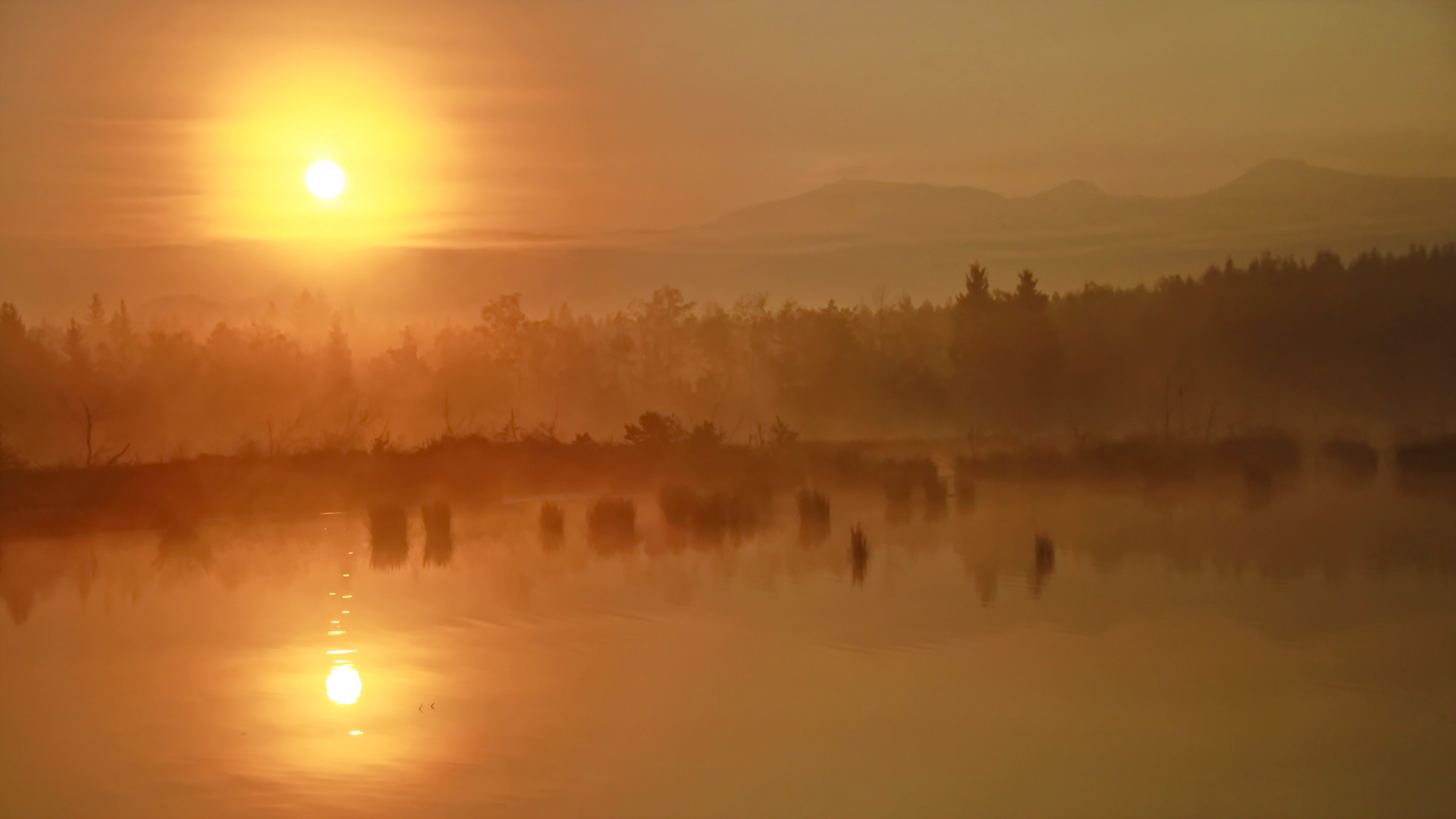 Morgennebel im Moor