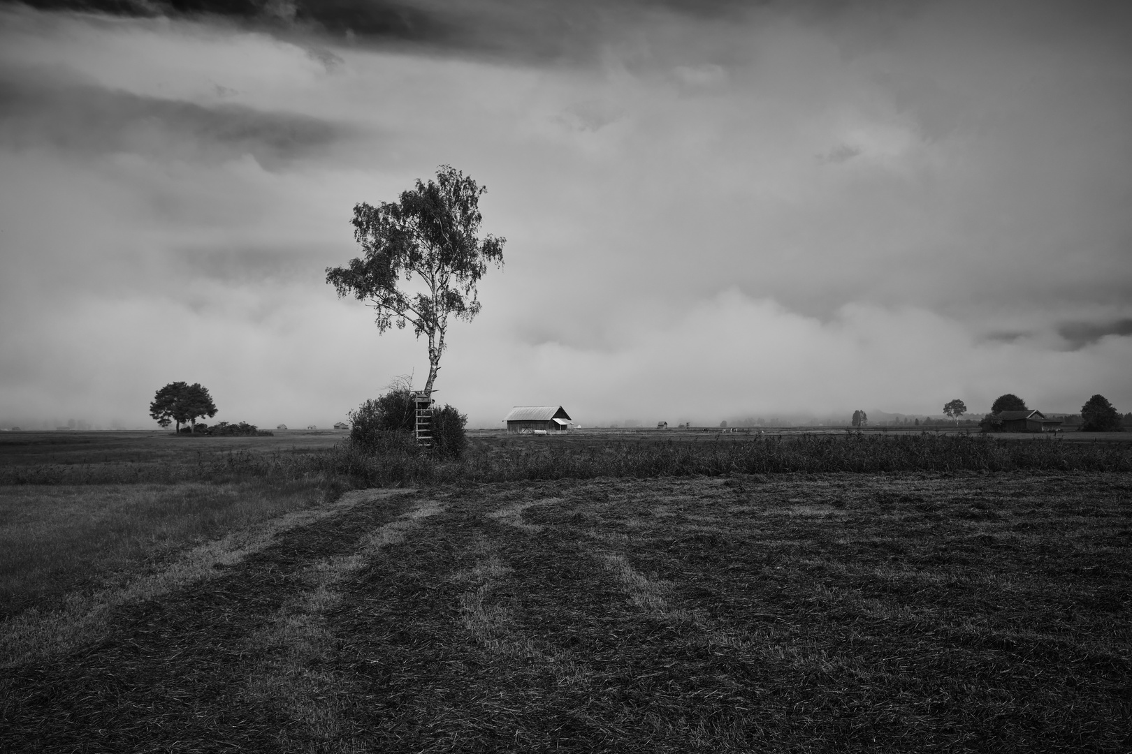 Morgennebel im Moor