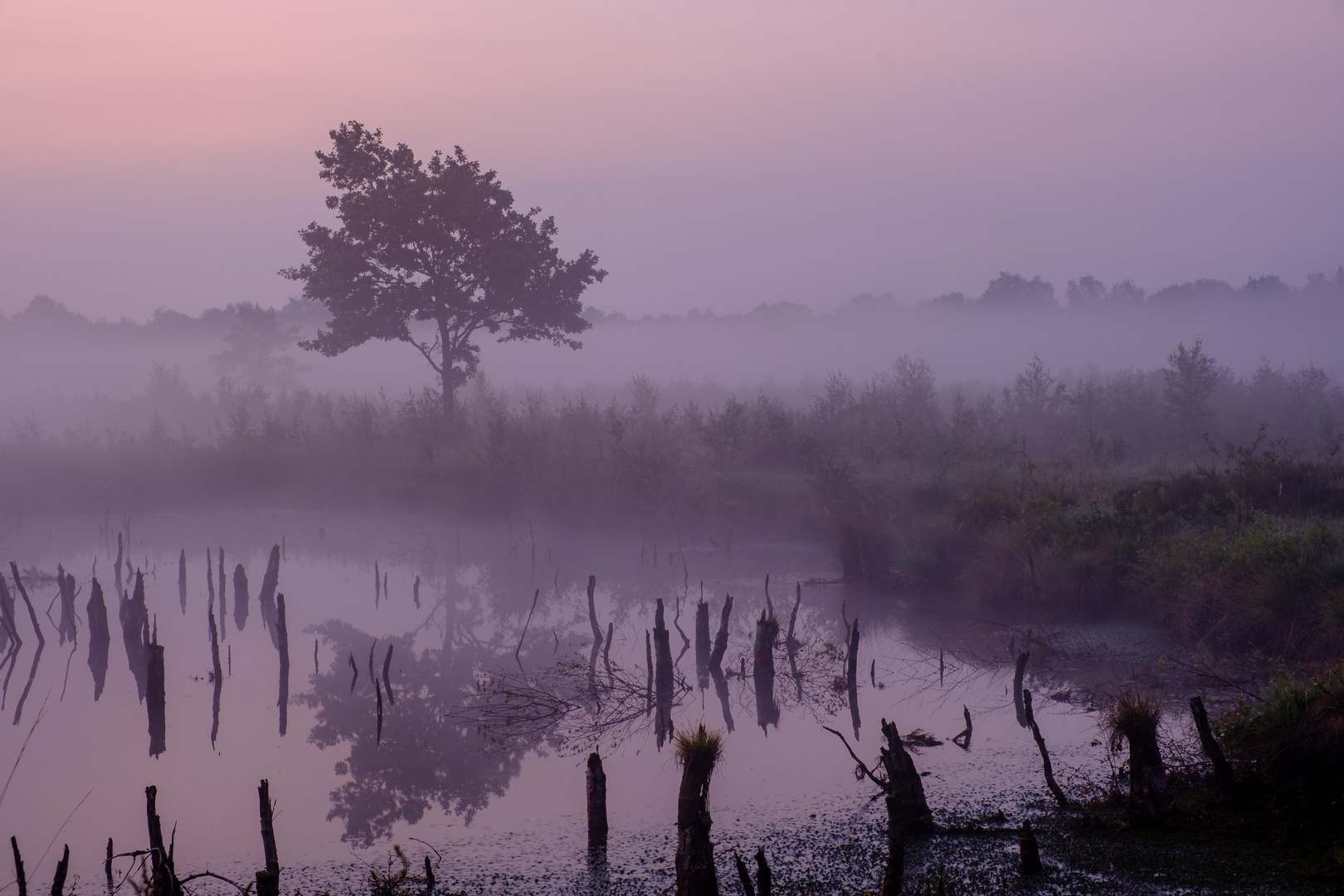 Morgennebel im Moor