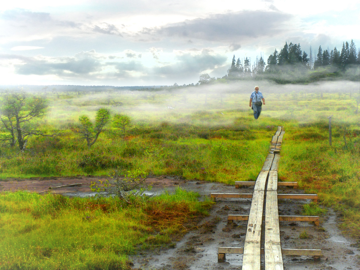 Morgennebel im Moor