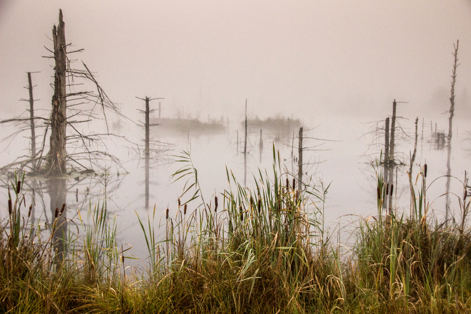 Morgennebel im Moor