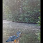 Morgennebel im Park #02