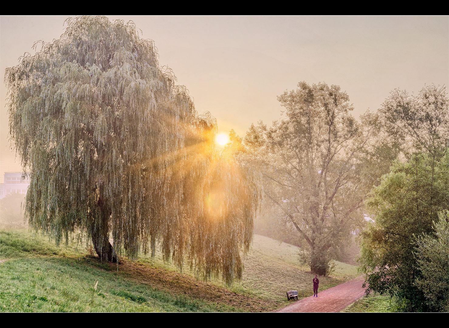 Morgennebel im Park #03