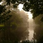 Morgennebel im Park