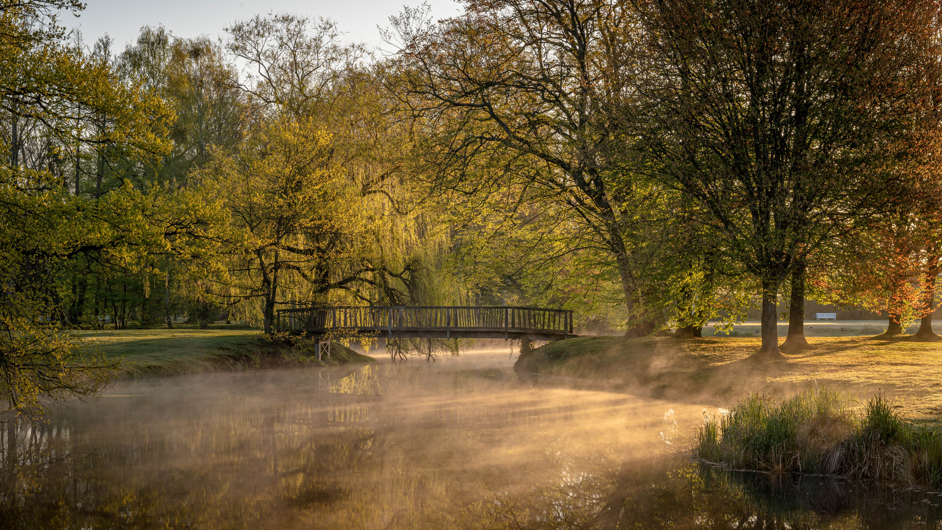 Morgennebel im Park