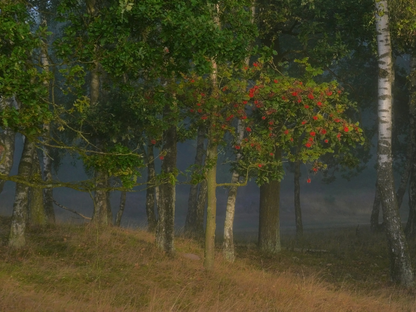 Morgennebel im Pietzmoor Schneverdingen